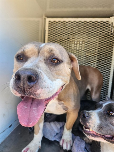 Shelter Stray Female Dog last seen Near POND RD, WASCO CA 93280, 3951 Fruitvale Ave, Bakersfield, CA 93308, USA