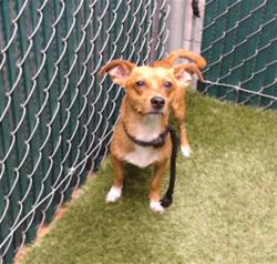 Shelter Stray Male Dog last seen , 11258 Garfield Ave, Downey, CA 90242, USA