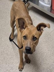 Shelter Stray Male Dog last seen Near BLOCK HILLCREST AVE, NORTH EDWARDS CA 93523, 3951 Fruitvale Ave, Bakersfield, CA 93308, USA