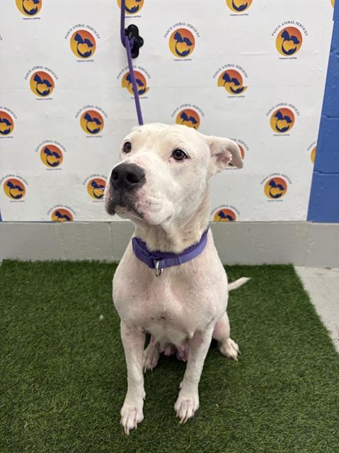 Shelter Stray Female Dog last seen DIANA DR, 19640 Dogpatch Ln, Land O' Lakes, FL 34638, USA