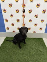 Shelter Stray Male Dog last seen MOONLAKE RD, 19640 Dogpatch Ln, Land O' Lakes, FL 34638, USA