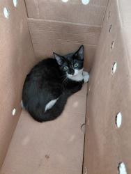 Shelter Stray Unknown Cat last seen Near BLOCK OAKWOOD BLVD, HOLLYWOOD FL 33020, 2400 SW 42nd St, Fort Lauderdale, FL 33312, USA
