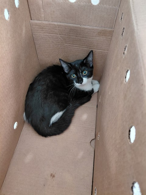 Shelter Stray Unknown Cat last seen Near BLOCK OAKWOOD BLVD, HOLLYWOOD FL 33020, 2400 SW 42nd St, Fort Lauderdale, FL 33312, USA