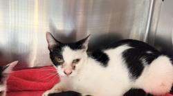 Shelter Stray Female Cat last seen , 957 N Gaffey St, San Pedro, CA 90731, USA