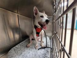 Shelter Stray Male Dog last seen , 957 N Gaffey St, San Pedro, CA 90731, USA