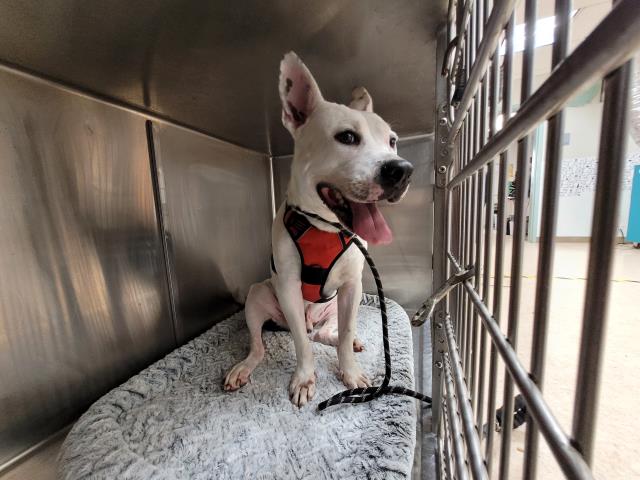 Shelter Stray Male Dog last seen , 957 N Gaffey St, San Pedro, CA 90731, USA