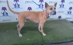 Shelter Stray Female Dog last seen , 2769 Conroy Rd, Orlando, FL 32839, USA