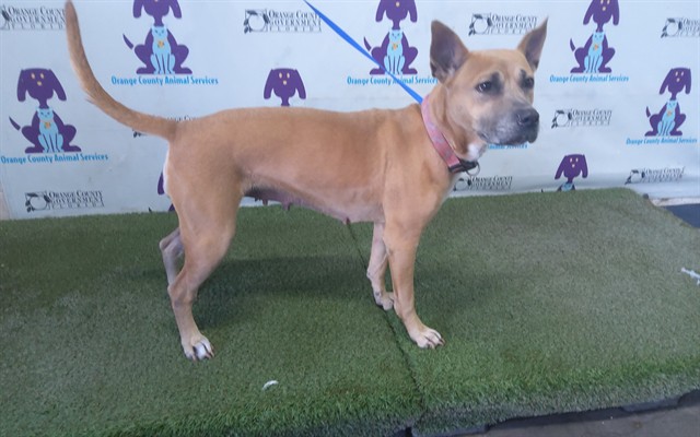 Shelter Stray Female Dog last seen , 2769 Conroy Rd, Orlando, FL 32839, USA