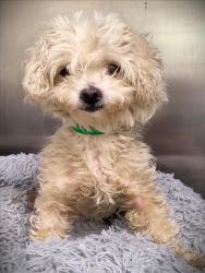Shelter Stray Female Dog last seen , 1850 W 60th St, Los Angeles, CA 90047, USA