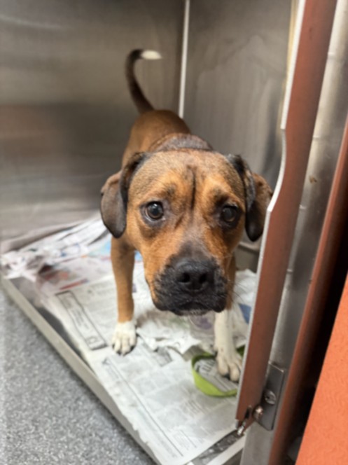 Shelter Stray Female Dog last seen , 3201 Lacy St, Los Angeles, CA 90031, USA