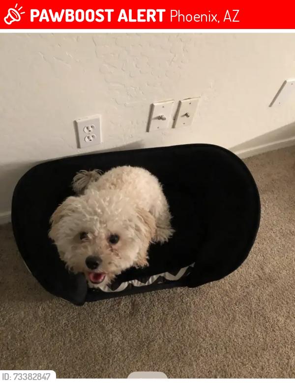 Lost Female Dog last seen 91st Ave. McDowell closer to Shee Farms elementary, Phoenix, AZ 85037