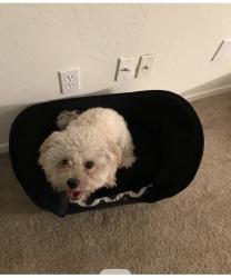 Lost Female Dog last seen 91st Ave. McDowell closer to Shee Farms elementary, Phoenix, AZ 85037