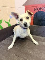 Shelter Stray Male Dog last seen , 31044 Charlie Canyon Rd, Castaic, CA 91384, USA