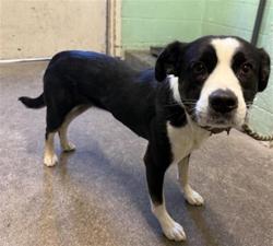 Shelter Stray Female Dog last seen FRUITRIDGE RD & 63RD ST, 2127 Front St, Sacramento, CA 95818, USA