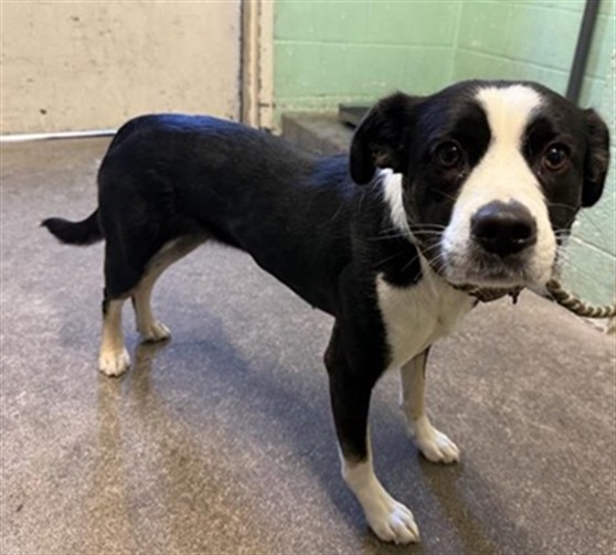 Shelter Stray Female Dog last seen FRUITRIDGE RD & 63RD ST, 2127 Front St, Sacramento, CA 95818, USA