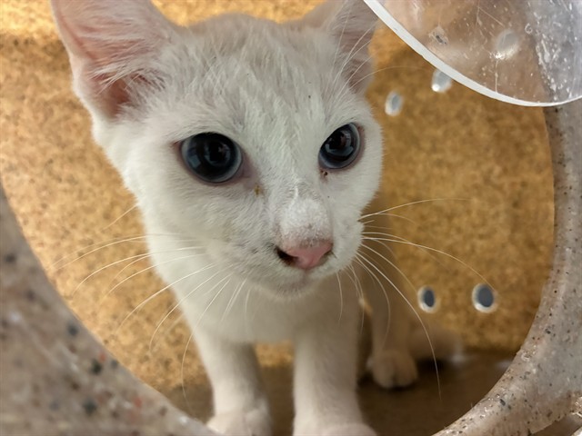 Shelter Stray Female Cat last seen Near BLOCK SE 82ND ST, OKLAHOMA CITY OK 73135, 2811 SE 29th St, Oklahoma City, OK 73129, USA