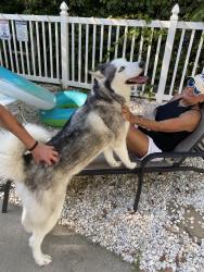 Reunited Female Dog last seen Emerald Isle drive, Emerald Isle, NC 28594
