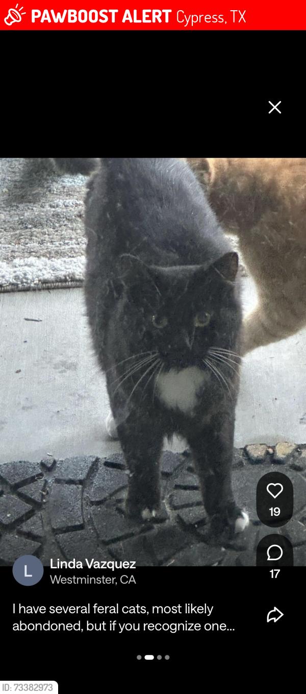 Lost Male Cat last seen greenhouse, Herstsge Town Lake, Cypress, TX 77433