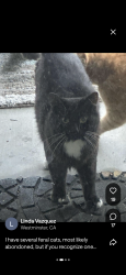 Lost Male Cat last seen greenhouse, Herstsge Town Lake, Cypress, TX 77433