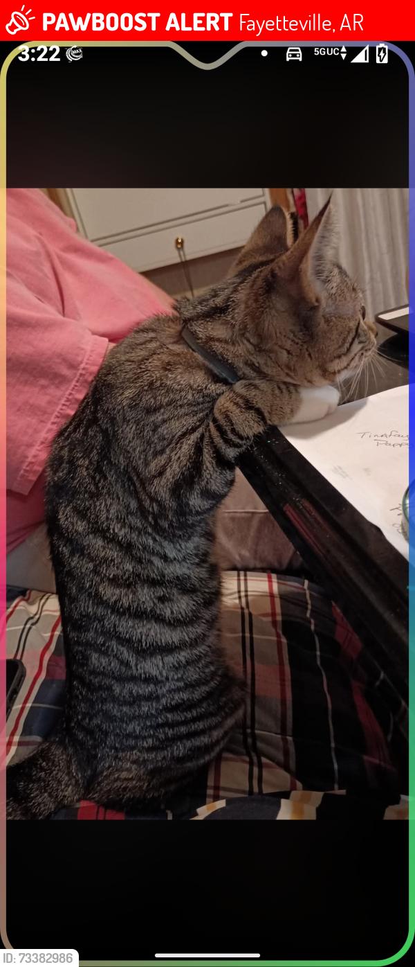 Lost Female Cat last seen The LINKS on WEDINGTON, Fayetteville, AR 72704