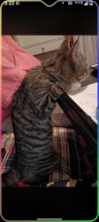 Lost Female Cat last seen The LINKS on WEDINGTON, Fayetteville, AR 72704