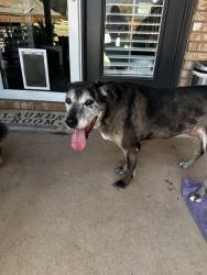 Found/Stray Male Dog last seen 103rd and Vicksburg, Lubbock, TX 79424