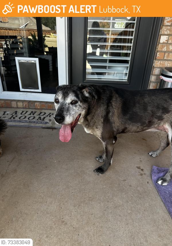 Found/Stray Male Dog last seen 103rd and Vicksburg, Lubbock, TX 79424