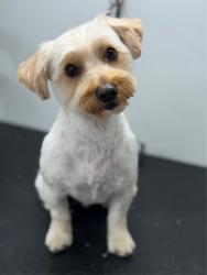 Reunited Male Dog last seen Near Switchwood Ln, Fort Worth, TX 76123, USA, Fort Worth, TX 76123