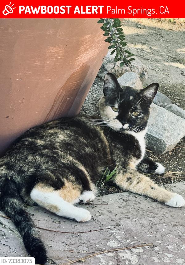 Lost Female Cat last seen Ramon and El Segunfo, Palm Springs, CA 92264