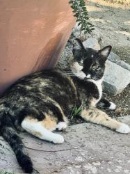 Lost Female Cat last seen Ramon and El Segunfo, Palm Springs, CA 92264