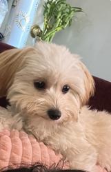 Reunited Female Dog last seen 23rd east, Lancaster, CA 93535