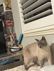Lost Male Cat last seen park, Missouri City, TX 77459
