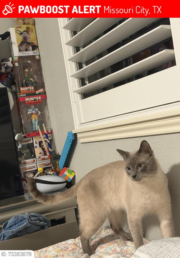 Lost Male Cat last seen park, Missouri City, TX 77459