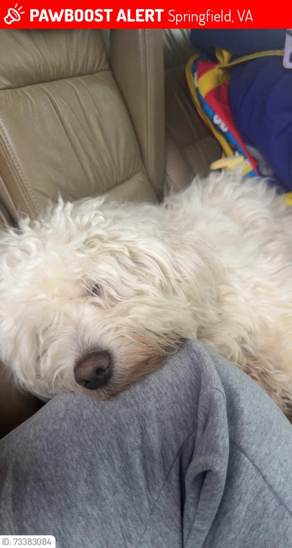 Lost Male Dog last seen Near erving st, Springfield, VA 22150