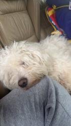 Lost Male Dog last seen Near erving st, Springfield, VA 22150