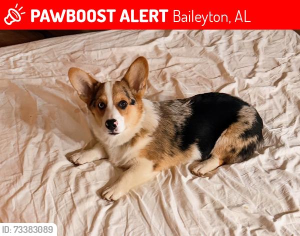 Lost Male Dog last seen Baileyton AL, Baileyton, AL 35019