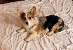 Lost Male Dog last seen Baileyton AL, Baileyton, AL 35019