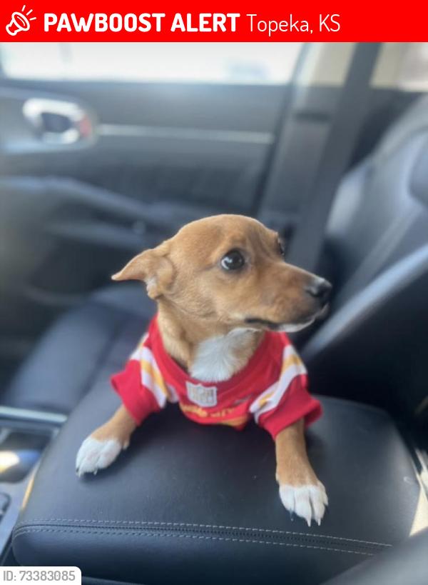 Lost Female Dog last seen SW Clare Ave/ SW Croix Ave, Topeka, KS 66611