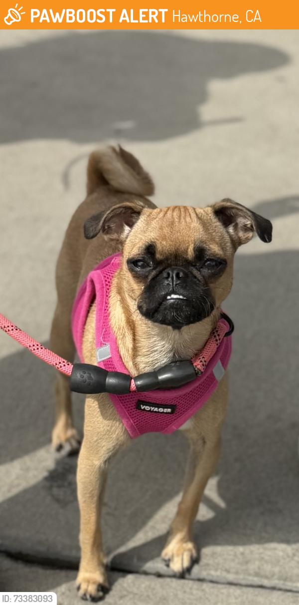 Found/Stray Female Dog last seen Imperial and Hawthorne Blvd, Hawthorne, CA 90250