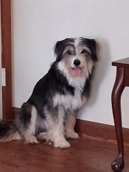 Lost Male Dog last seen Davis Dr. And Holly Creek Rd., Morrisville, NC 27560