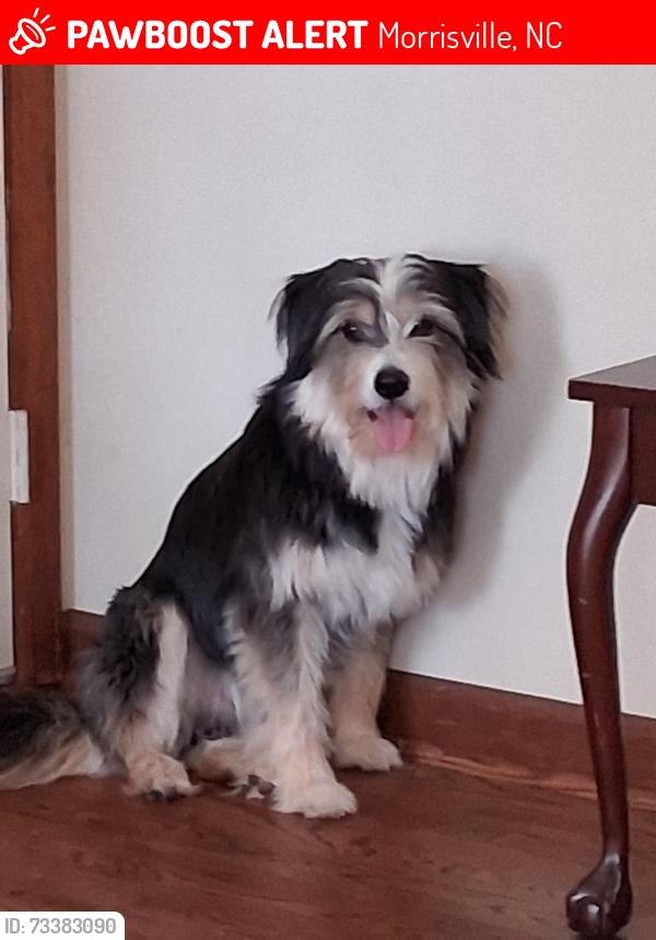 Lost Male Dog last seen Davis Dr. And Holly Creek Rd., Morrisville, NC 27560