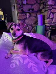Reunited Female Dog last seen Glen Ridge Avenue and Hillcrest Drive, Downingtown, Downingtown, PA 19335