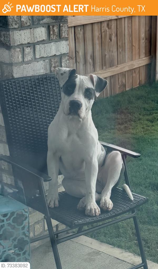 Found/Stray Female Dog last seen Sorella neighborhood, Harris County, TX 77377