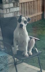 Found/Stray Female Dog last seen Sorella neighborhood, Harris County, TX 77377