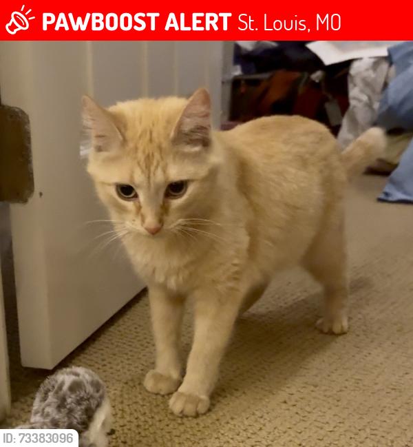 Lost Female Cat last seen Government drive near JFK Memorial, St. Louis, MO 63110