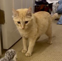 Lost Female Cat last seen Government drive near JFK Memorial, St. Louis, MO 63110