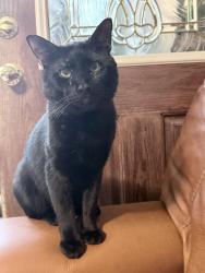 Reunited Male Cat last seen Near Capital St, Jupiter, FL 33458, USA, Jupiter, FL 33458