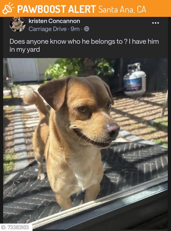 Found/Stray Male Dog last seen Bradford place, Santa Ana, CA 92707