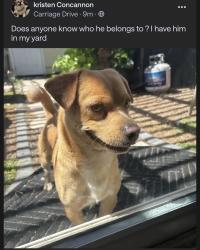 Found/Stray Male Dog last seen Bradford place, Santa Ana, CA 92707
