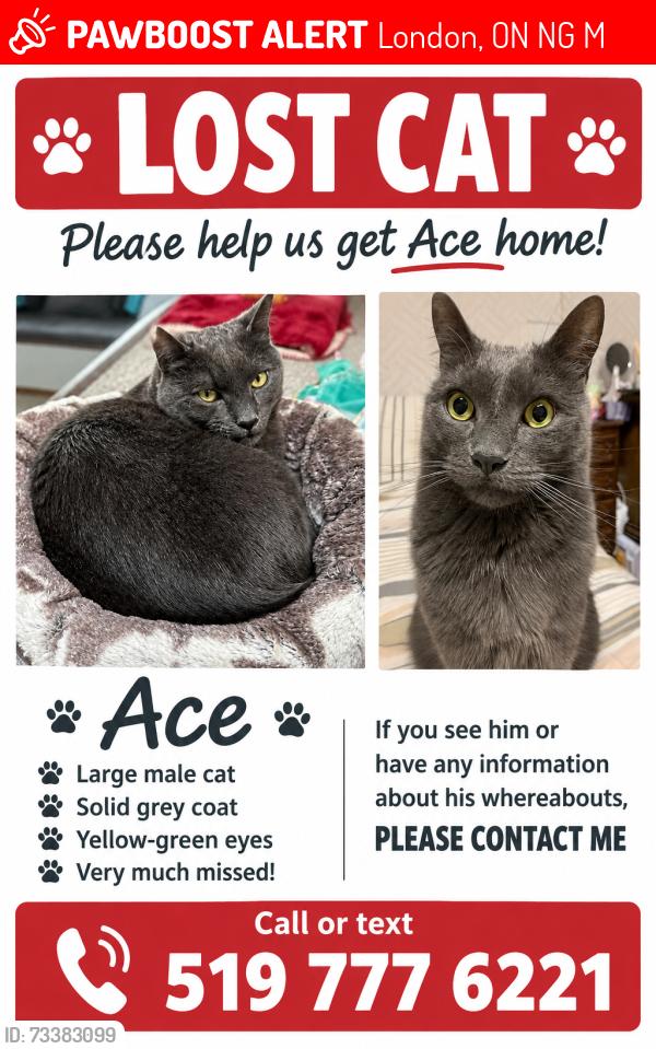 Lost Male Cat last seen Sarnia road and Rippleton rd, London, ON N6G 1M2
